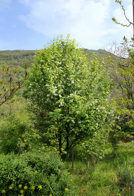 Prunus padus 'Albertii'