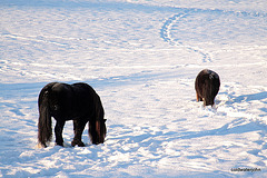 Snow pasture 5241869380 o