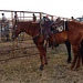 Stony Creek Rodeo 2013