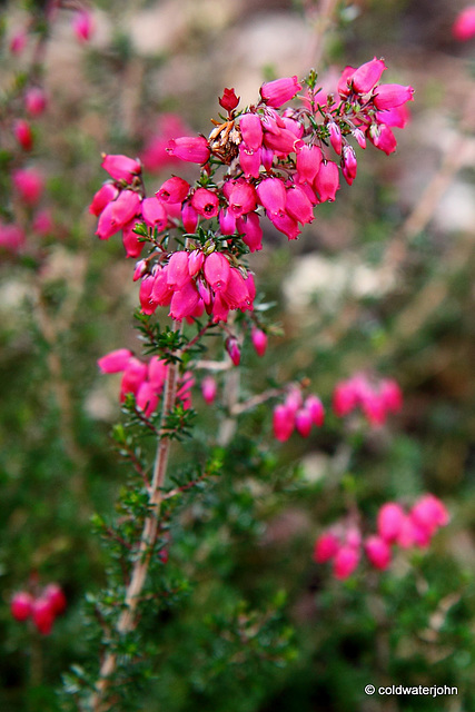 Flowering heathers in the courtyard rockery