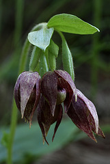 Cypripedium fasciculatum