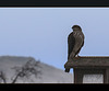 Sharp-Shinned Hawk Hoping for an Easy Lunch Ticket