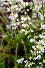 Flowering heathers in the courtyard rockery