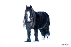 Snow pasture 5241274223 o