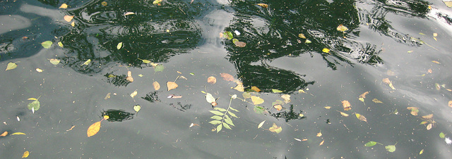 leaves in water