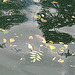 leaves in water