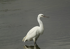 Little Egret