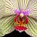 Phalaenopsis Orichids reflowering...