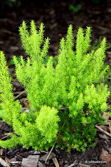 Flowering heathers in the courtyard rockery