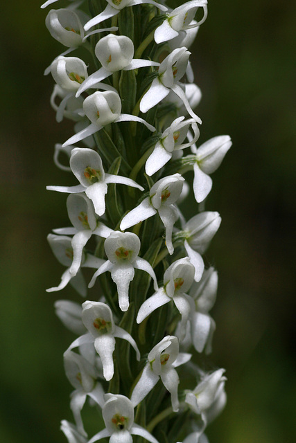 Platanthera dilatata var. dilatata