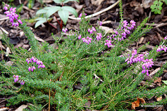 Flowering heathers in the courtyard rockery