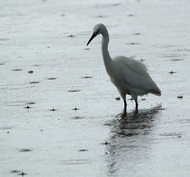 Fishing in the Rain