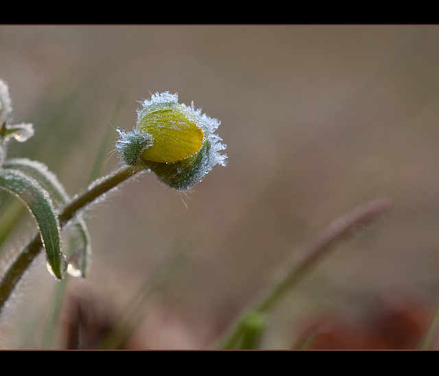 Frosted Buttercup Bud