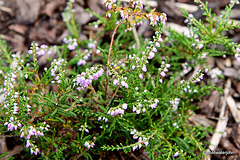 Flowering heathers in the courtyard rockery