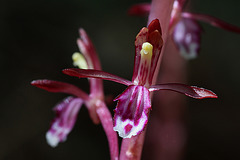 Corallorhiza mertensiana