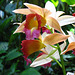Sarasota Marie Selby Botanical Gardens 0ne of the finest in the USA with the world's largest living collection of orchids...