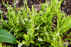 Flowering heathers in the courtyard rockery