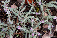 Flowering heathers in the courtyard rockery