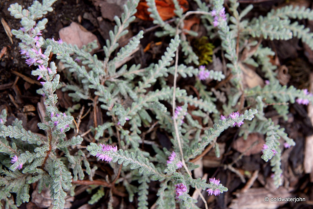 Flowering heathers in the courtyard rockery Flowering heathers in the courtyard rockery