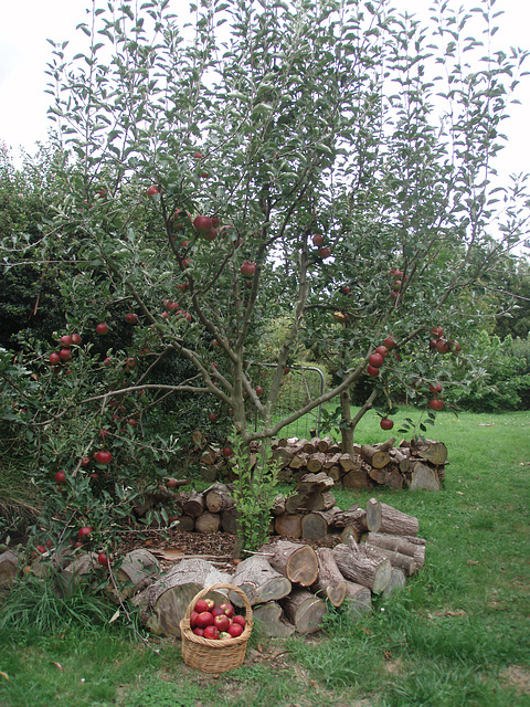 laden apple trees