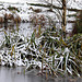 First Winter snows 2010