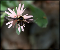 Large Bee Fly Drinking Nectar from a String Flower