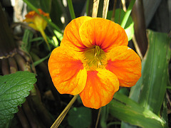 Kapuzinerkresse (Tropaeolum majus)