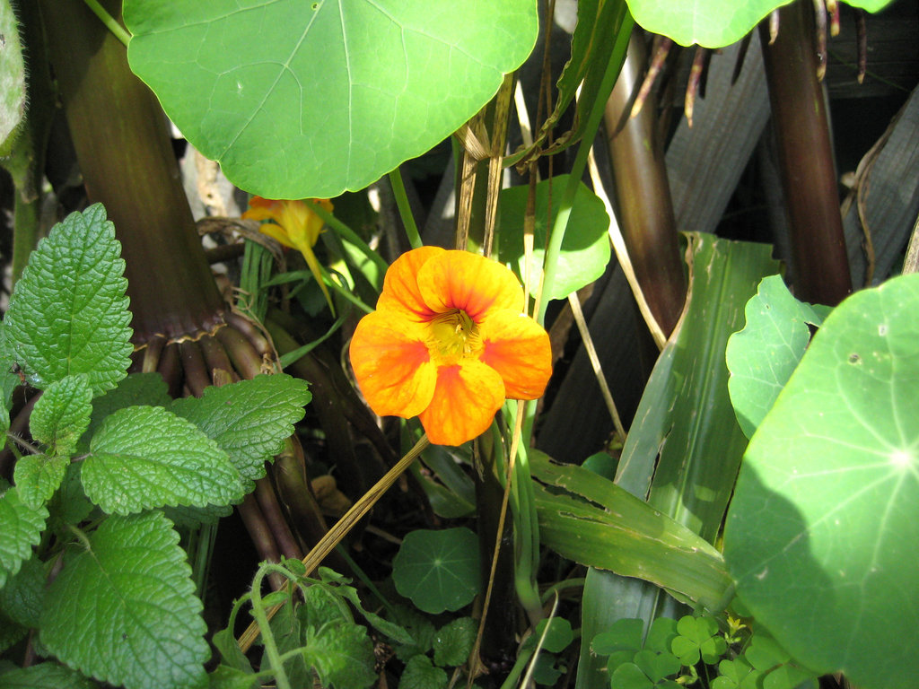 Kapuzinerkresse (Tropaeolum majus)