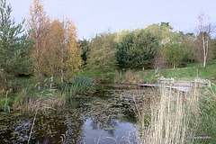 Autumn round the pond garden series