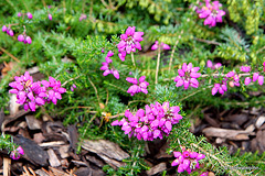 Flowering heathers in the courtyard rockery