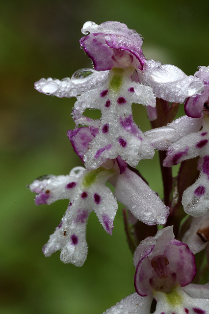 Amerorchis rotundifolia