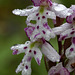 Amerorchis rotundifolia