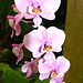 Sarasota Marie Selby Botanical Gardens 0ne of the finest in the USA with the world's largest living collection of orchids...