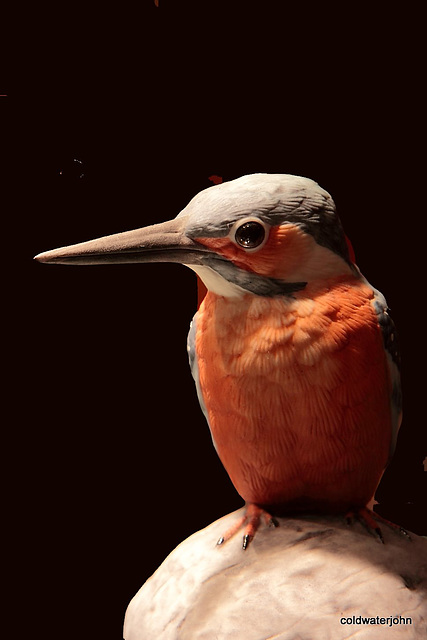 Kingfisher - Macro