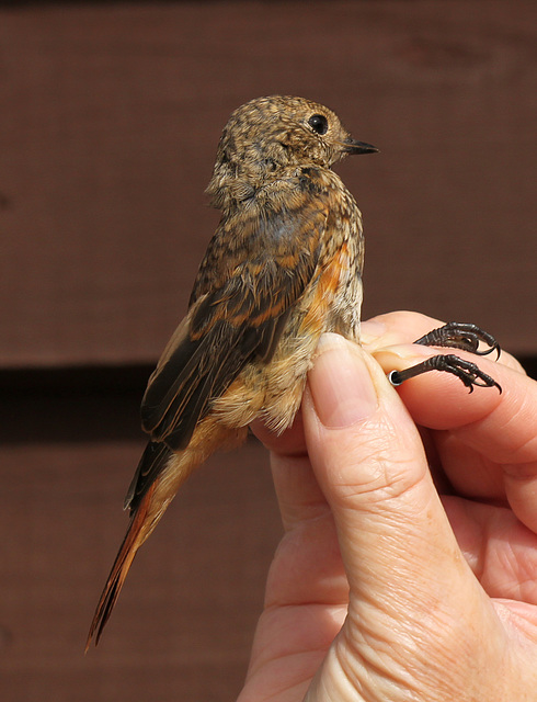 Young Redstart