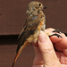 Young Redstart