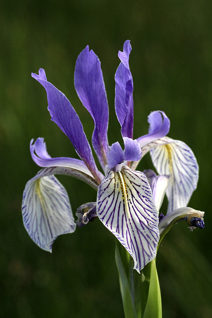 Iris missouriensis