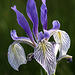 Iris missouriensis