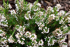 Flowering heathers in the courtyard rockery