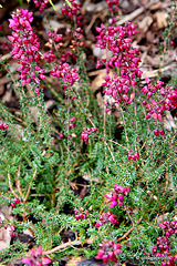 Flowering heathers in the courtyard rockery 6112683984 o