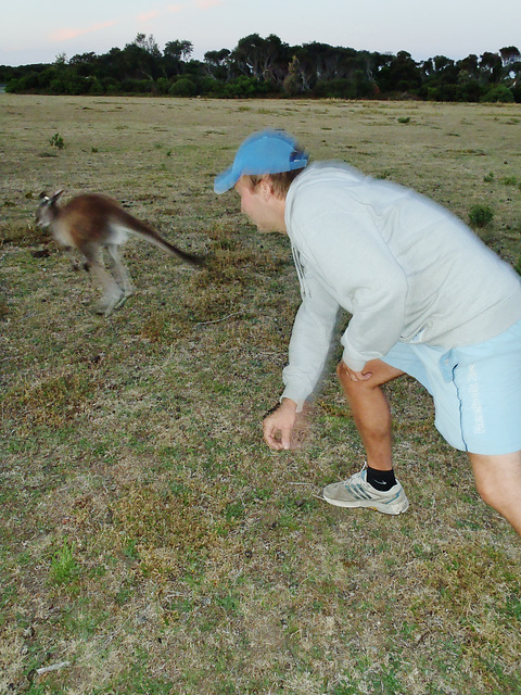 fast bowler Jocke throws a roo