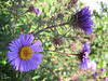 Herbstaster (Aster novaeangliae)