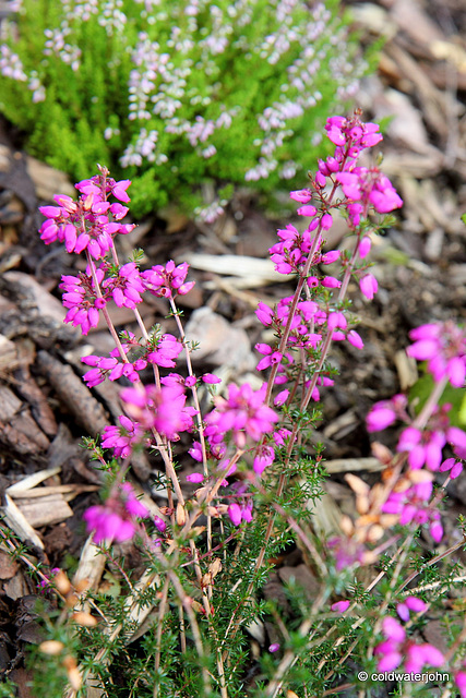 Flowering heathers in the courtyard rockery