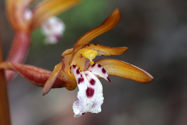 Corallorhiza maculata var. maculata