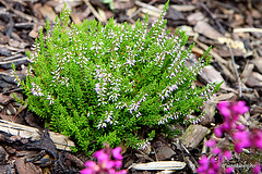 Flowering heathers in the courtyard rockery 6112142359 o