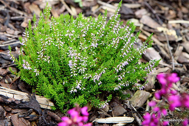 Flowering heathers in the courtyard rockery 6112142359 o