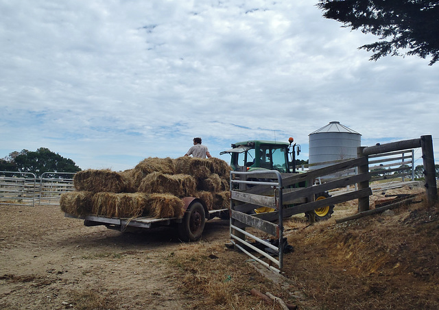 bringing in the hay