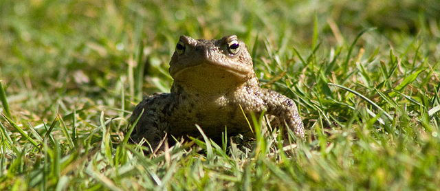 Toad...