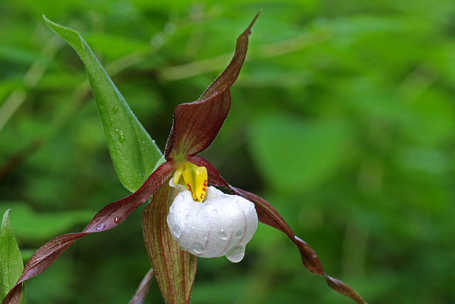 Cypripedium montanum