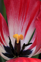 Fourth of July Tulip